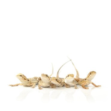 Group of 5 Bearded Dragons